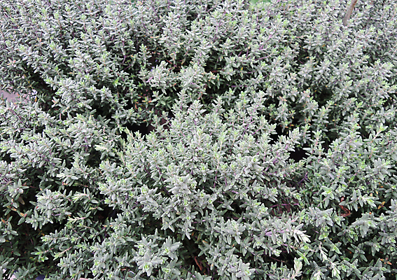 포토 JPG 해외이미지 식물 꽃 음식 줄기 잎 채소 재료 건강 요리 사람없음 초록색 울타리 정원 성장 벚꽃 나뭇가지 신선 개화 맛 약초 허브 향신료 유기농 향기 향 아로마테라피 백리향 채식주의자 비건 해외202004 해외포토 나무 웰빙 컬러 컨셉 담장 풀_식물 채식 냄새 테라피 향미료 파일형식 이미지허브