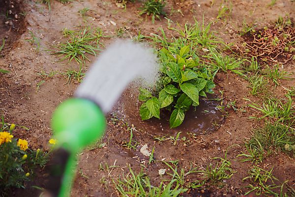 포토 JPG 해외이미지 식물 백인 손 여자 꽃 화분 농업 자연 사람없음 야외 빨간색 정원 성장 잡기 작업 물주기 원예 거름 심기 원예사 해외202004 해외포토 서양인 직업 산업 컬러 모션 사람 취미 신체부위 생태계 파일형식 이미지허브
