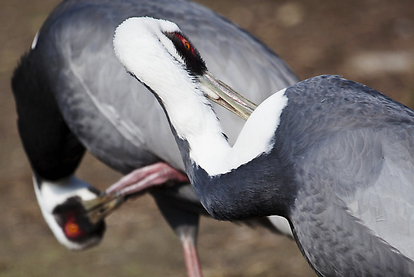 포토 JPG 해외이미지 동물 아시아 음료 야생동물 2 자연 조류 함께함 동양인 사람없음 야외 빨간색 초록색 머리 환경 검은색 중국 흰색 쌍 황무지 우아함 습지 날씬함 깃털 기중기 부리 목 동쪽 단아함 생태학 얇은 해외202004 해외포토 교육 나라 컬러 컨셉 인종 신체부위 중장비 방향 몸매 생태계 파일형식 이미지허브