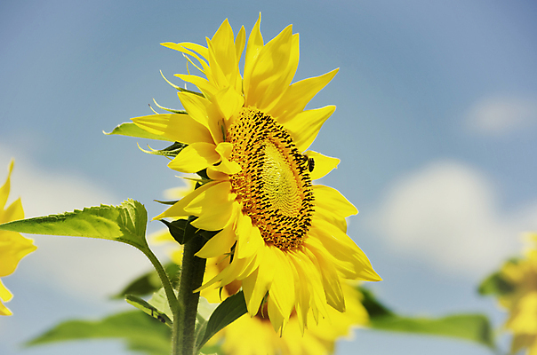 포토 JPG 해외이미지 식물 계절 꽃 꽃무늬 농업 오렌지 자연 해바라기 사람없음 야외 초록색 컬러풀 햇빛 태양 노란색 맑음 벚꽃 시골 유기농 내추럴 해외202004 해외포토 자연요소 웰빙 산업 컬러 무늬 과일 날씨 생태계 파일형식 이미지허브