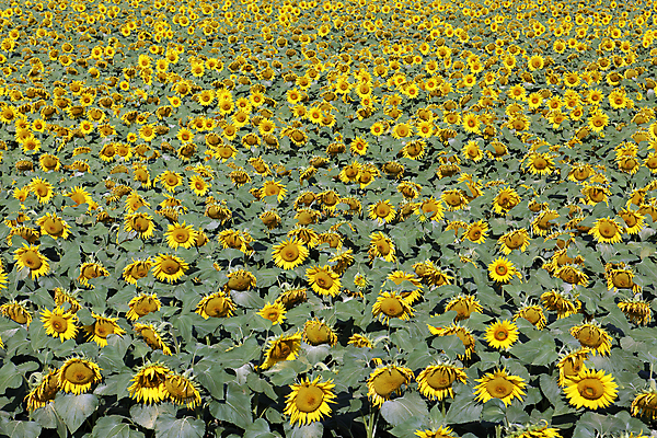 포토 JPG 해외이미지 잎 꽃밭 해바라기 사람없음 노란색 분위기 해외202004 해외포토 식물 꽃 컬러 컨셉 파일형식 이미지허브