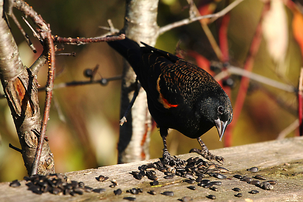 포토 JPG 해외이미지 나무 동물 공원 여자 남자 야생동물 날개 오렌지 자연 조류 앉기 사람없음 야외 빨간색 초록색 여름 파란색 컬러풀 노란색 보라색 검은색 봄 나뭇가지 습지 숲 작음 무서움 깃털 꼬리 부리 계산서 고립 뒤뜰 해외202004 해외포토 식물 계절 공공시설 감정 컬러 과일 모션 사람 크기 생태계 파일형식 이미지허브