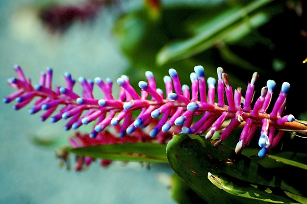 포토 JPG 해외이미지 식물 꽃잎 꽃 분홍색 백그라운드 잎 자연 사랑 사람없음 초록색 물 여름 햇빛 태양 평화 정원 맑음 보라색 봄 젖음 흰색 머리빗 가시 닫기 자주색 묘사 원예 고립 넘어짐 블러 해외202004 해외포토 자연요소 계절 감정 컬러 컨셉 모션 날씨 취미 미용용품 생태계 파일형식 이미지허브