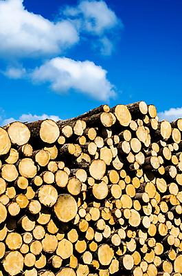 포토 JPG 해외이미지 모양 나무 식물 구름 산업 선 조각 백그라운드 패턴 부분 자연 하늘 추상 사람없음 목재 갈색 노란색 환경 반지 시간 소나무 원형 역사 황금 균열 널 숲 자르기 묘사 유기농 질감 통나무 나무껍질 천국 잡동사니 내추럴 그런지 방법 수목 옛날 노화 해외202004 해외포토 자연요소 도형 웰빙 컬러 컨셉 무늬 재료 장신구 모션 껍질 생태계 파일형식 이미지허브