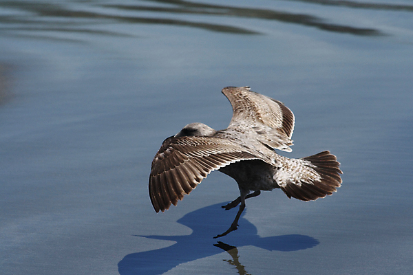 포토 JPG 해외이미지 야생동물 모래 파도 바다 날개 자연 갈매기 조류 사람없음 물 만 땅 캘리포니아 태평양 착륙 해외202004 해외포토 자연요소 동물 미국 생태계 파일형식 이미지허브