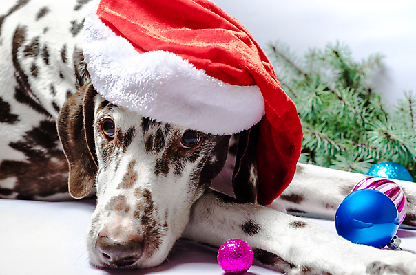 포토 JPG 해외이미지 나무 백그라운드 크리스마스 겨울 산타모자 공 유리 휴가 새해 사람없음 장식 빨간색 초록색 파란색 반려동물 눕기 장난감 반사 갈색 축제 흰색 나뭇가지 점 개 전나무 기르기 달마시안 돌봄 유래 총구 해외202004 해외포토 식물 동물 모자_잡화 계절 기념일 컬러 포유류 모션 재질 파일형식 이미지허브