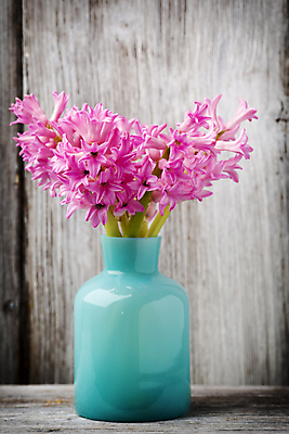 포토 JPG 해외이미지 식물 꽃 분홍색 꽃다발 잎 자연 사람없음 초록색 머리 봄 벚꽃 신선 오브젝트 블루벨 히아신스 해외202004 해외포토 계절 컬러 신체부위 생태계 파일형식 이미지허브