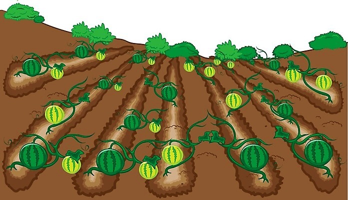 EPS 해외이미지 식물 음식 백그라운드 농업 채소 일러스트 자연 수박 씨앗 초록색 여름 농장 정원 수확 흰색 신선 달콤 농부 만화 원예 고립 해외202004 해외일러스트 직업 계절 산업 컬러 과일 취미 맛 생태계 파일형식 벡터 이미지허브