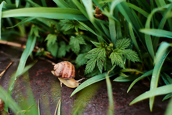 포토 JPG 해외이미지 식물 동물 계절 야생동물 백그라운드 잎 모션 자연 성공 연체동물 나선형 사람없음 야외 물 농장 환경 정원 봄 젖음 껍질 신선 떨어짐 숲 이슬 땅 빗방울 속도 덮기 느림 내추럴 기어가기 동물상 민달팽이 끈적임 해외202004 해외포토 자연요소 컨셉 무늬 농업 무척추동물 조형물 비_날씨 생태계 파일형식 달팽이_동물 이미지허브