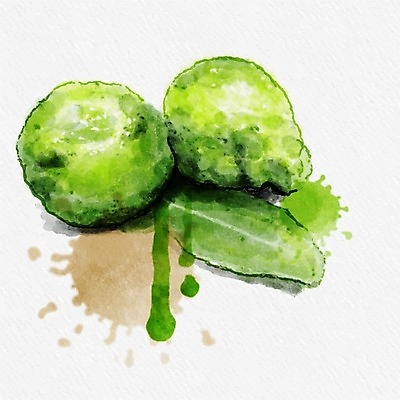 EPS 해외이미지 식물 디자인 음식 백그라운드 잎 오렌지 과일 일러스트 재료 자연 수채화 귤 건강 그래픽 초록색 물 흰색 신선 유기농 냄새 아로마 라임 내추럴 고립 해외202004 해외일러스트 자연요소 웰빙 컬러 생태계 파일형식 벡터 이미지허브