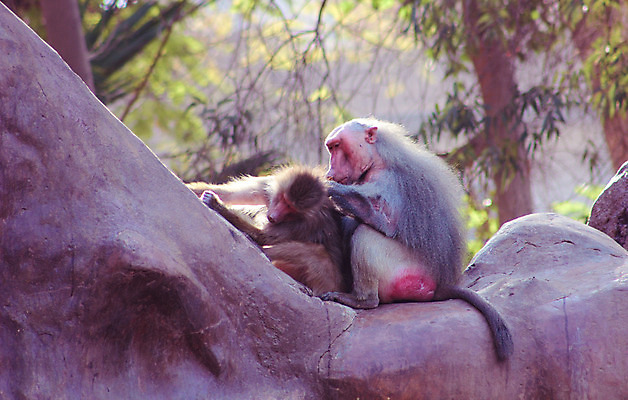 포토 JPG 해외이미지 동물 1 계절 공원 얼굴 여행 백그라운드 포유류 아프리카 자연 생물 털 동물원 이집트 종류 미술 동양인 풍경 사람없음 야외 초록색 갈색 환경 원숭이 표현 숲 모피 먹기 유인원 포트폴리오 해외202004 해외포토 공공시설 나라 컬러 모션 문화예술 인종 신체부위 생태계 파일형식 이미지허브