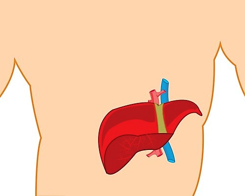 EPS 해외이미지 신체 일러스트 해부 건강 사람 약 오르간 질병 흰배경 그림 간 시스템 동맥 정맥 돌봄 채널 해외202004 해외일러스트 백그라운드 의학 모션 흰색 장기_의학 건반악기 혈관 파일형식 벡터 이미지허브