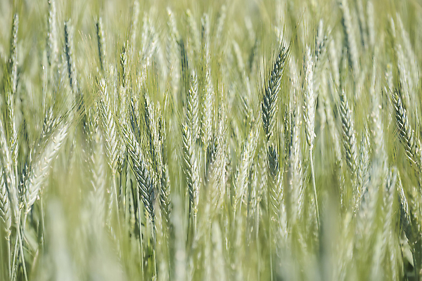 포토 JPG 해외이미지 식물 계절 산업 음식 빵 줄기 백그라운드 밭 농업 자연 건강 옥수수 씨앗 사람없음 초록색 농작물 햇빛 농장 환경 봄 성장 시골 신선 보호 낟알 시리얼 밀 묘사 유기농 원예 보리 귀 내추럴 호밀 세련 전경 해외202004 해외포토 웰빙 컬러 컨셉 곡류 풍경 취미 신체부위 태양 생태계 파일형식 탑뷰 이미지허브