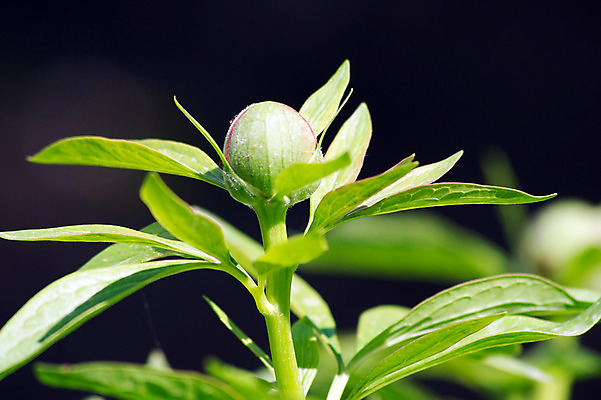 포토 JPG 해외이미지 꽃잎 꽃 분홍색 곤충 잎 꽃무늬 가족 휴가 사랑 사람없음 정원 주스 봄 기쁨 5월 개미 영원 작약 제안 해외202004 해외포토 식물 동물 계절 감정 음료 컬러 무늬 관계 날짜 파일형식 이미지허브