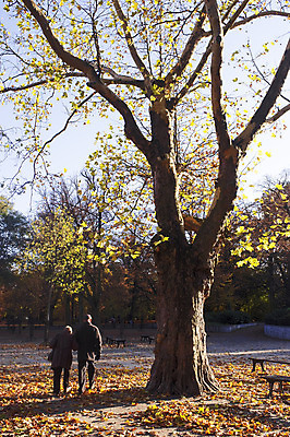 포토 JPG 해외이미지 나무 식물 커플 계절 공원 행복 잎 패턴 오렌지 자연 함께함 파노라마 사람 풍경 사람없음 야외 목재 초록색 여름 빛 걷기 환경 봄 산책 성장 나뭇가지 쌍 숲 유기농 폴란드 내추럴 옛날 해외202004 해외포토 웰빙 공공시설 감정 유럽 컬러 컨셉 무늬 과일 재료 관계 모션 휴식 촬영기법 생태계 파일형식 이미지허브