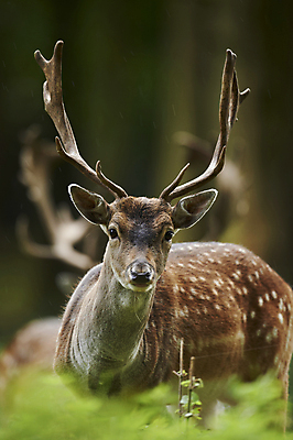 포토 JPG 해외이미지 나무 동물 응시 계절 남자 유럽 야생동물 밭 포유류 자연 사슴 털 뿔 사람없음 야외 목재 초록색 여름 갈색 머리 달러 검은색 가을 게임 흰색 숲 큼 발사 바퀴자국 상패 트로피 사냥 내추럴 해외202004 해외포토 식물 시선 나라 컬러 돈 농업 재료 자국 놀이 사람 신체부위 크기 상_우승 생태계 파일형식 이미지허브