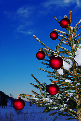 포토 JPG 해외이미지 나무 식물 전통 디자인 계절 백그라운드 크리스마스 겨울 밭 공 자연 휴가 기념 사람없음 야외 장식 빨간색 크리스마스트리 평화 우주 축제 장식볼 추위 흰색 나뭇가지 원형 고독 12월 전나무 강렬 노엘 폭설 눈내림 해외202004 해외포토 도형 기념일 감정 컬러 컨셉 농업 눈_날씨 날짜 자연재해 생태계 파일형식 이미지허브