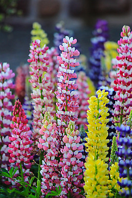 포토 JPG 해외이미지 공원 꽃 행복 분홍색 백그라운드 잎 자연 휴식 풍경 사람없음 빨간색 초록색 컬러풀 노란색 정원 보라색 봄 활발 벚꽃 신선 자주색 강렬 동물상 해외202004 해외포토 식물 계절 공공시설 감정 컬러 컨셉 조형물 생태계 파일형식 이미지허브