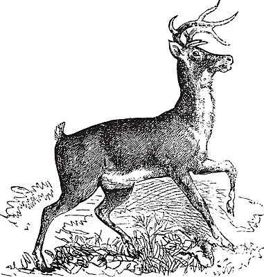 EPS 해외이미지 동물 야생동물 밭 일러스트 포유류 자연 사슴 뿔 미술 야외 달러 검은색 수확 골동품 흰색 황무지 숲 인쇄 그림 사냥 판화 내추럴 경보 옛날 반추동물 해외202004 해외일러스트 컬러 돈 농업 문화예술 생태계 파일형식 벡터 이미지허브