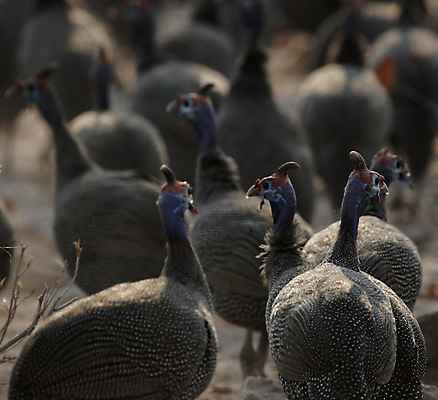포토 JPG 해외이미지 동물 야생동물 아프리카 자연 조류 사람없음 파란색 달리기 회색 그룹 사파리 깃털 부리 계산서 나미비아 스텝 해외202004 해외포토 나라 컬러 모션 생태계 남아프리카 파일형식 이미지허브