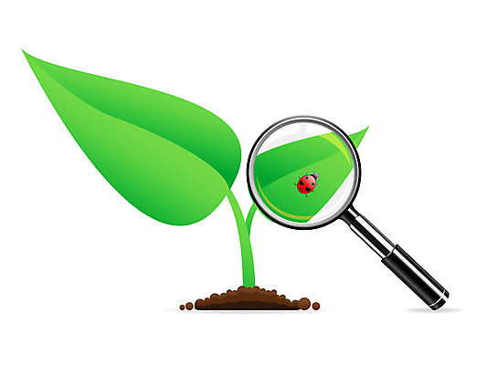 EPS 해외이미지 식물 응시 곤충 잎 일러스트 자연 유리 돋보기 야외 빨간색 초록색 정원 공구 확대 심볼 오브젝트 무당벌레 해외202004 해외일러스트 동물 시선 컬러 재질 도구 생태계 파일형식 벡터 이미지허브