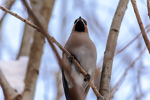 포토 JPG 해외이미지 나무 동물 계절 공원 야생동물 백그라운드 겨울 날개 자연 조류 사람없음 야외 목재 빨간색 컬러풀 갈색 노란색 환경 정원 냉동 검은색 추위 나뭇가지 숲 작음 깃털 서리 부리 내추럴 동물상 휘파람 해외202004 해외포토 식물 공공시설 컬러 재료 조형물 크기 생태계 파일형식 이미지허브