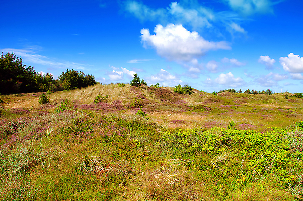 포토 JPG 해외이미지 백그라운드 자연 하늘 사람없음 초록색 여름 태양 보라색 일몰 시골 소나무 뜨거움 개화 황무지 숲 모래언덕 언덕 스카이라인 해외202004 해외포토 자연요소 나무 계절 꽃 컬러 노을 생태계 파일형식 이미지허브