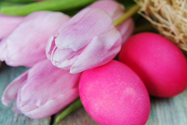 포토 JPG 해외이미지 식물 계절 꽃잎 꽃 분홍색 꽃다발 잎 자연 휴가 부활절 사람없음 빨간색 초록색 봄 튤립 벚꽃 축하 신선 다발 해외202004 해외포토 기념일 컬러 컨셉 생태계 파일형식 이미지허브