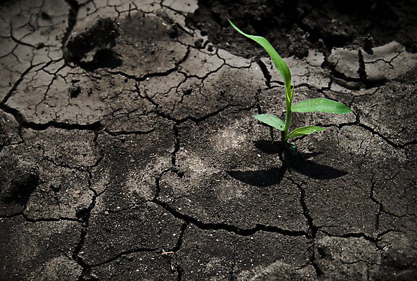 포토 JPG 해외이미지 식물 계절 줄기 백그라운드 잎 패턴 농업 자연 추상 새로움 건조 씨앗 사람없음 야외 가로 초록색 갈색 환경 희망 봄 활발 사막 성장 뜨거움 그룹 고독 보호 작음 결심 갈증 땅 원예 질감 먼지 진흙 가뭄 지질학 투쟁 생존 해외202004 해외포토 교육 감정 산업 컬러 컨셉 무늬 날씨 취미 크기 생태계 파일형식 이미지허브