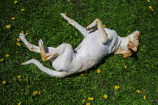 포토 JPG 해외이미지 여자 행복 새끼 잎 포옹 발 놀이 휴식 주택 잔디 사람없음 야외 초록색 쌓기 귀여움 기쁨 구출 황금 개 강아지 롤 쇼 위치 새장 리빙 송곳니 구걸 거짓말 기르기 충실 생존 안락 해외202004 해외포토 식물 동물 감정 컬러 컨셉 포유류 안기 모션 사람 건물 신체부위 반려동물 도움 치아 돌봄 케이지 파일형식 이미지허브