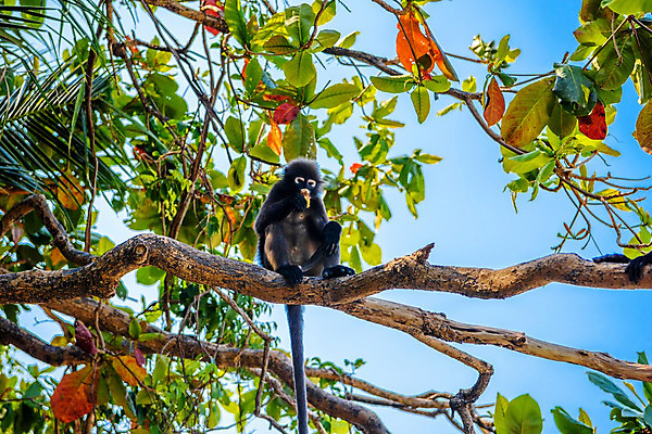 포토 JPG 해외이미지 나무 동물 척추동물 응시 얼굴 야생동물 음식 여행 잎 포유류 자동차 태국 자연 털 바나나 동물원 앉기 사람없음 목재 초록색 나뭇가지 원숭이 아기 숲 먹기 발리 유인원 내추럴 아마존 해외202004 해외포토 식물 시선 아시아 육상교통 컬러 섬 과일 재료 모션 사람 신체부위 생태계 인도네시아 파일형식 이미지허브