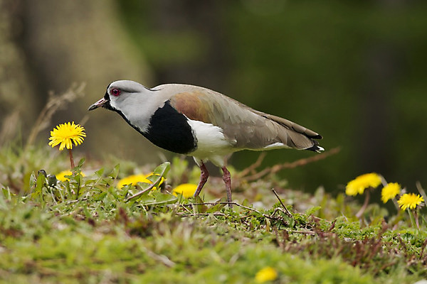 포토 JPG 해외이미지 동물 1 야생동물 자연 조류 국립공원 사람없음 갈색 미국 남아메리카 깃털 부리 아르헨티나 해외202004 해외포토 공원 컬러 북아메리카 아메리카 생태계 파일형식 이미지허브