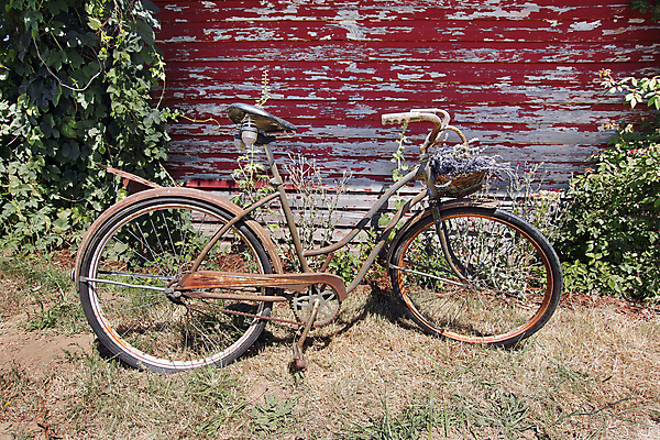 포토 JPG 해외이미지 식물 디자인 꽃 조각 백그라운드 잎 주택 외벽 잔디 사람없음 목재 빨간색 농가 농장 바구니 정원 자전거 페인트 골동품 성장 시골 부식 질감 조경 라벤더 그런지 옛날 해외202004 해외포토 나무 벽 컬러 농업 재료 건물 바이크 허브 파일형식 이미지허브