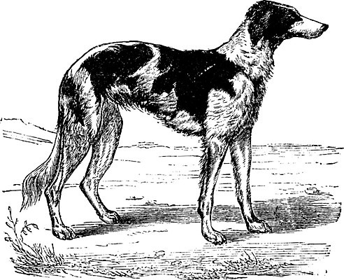 EPS 해외이미지 일러스트 사람없음 빈티지 판화 그레이하운드 해외202004 해외일러스트 컨셉 미술 하운드 파일형식 벡터 이미지허브