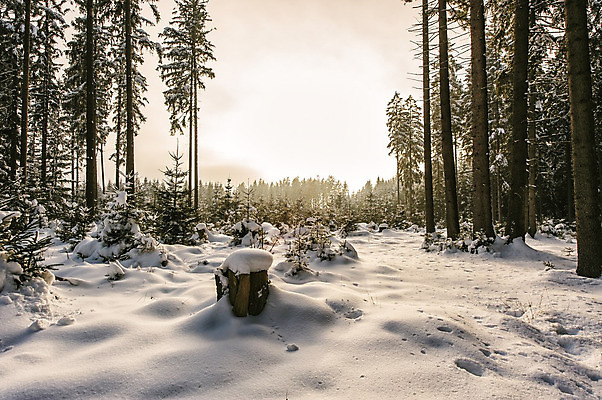 포토 JPG 해외이미지 나무 계절 여행 백그라운드 크리스마스 겨울 자연 하늘 아침 날씨 그림자 풍경 사람없음 야외 목재 가로 빛 햇빛 태양 노란색 일출 환경 맑음 얼음 일몰 추위 흰색 나뭇가지 오스트리아 숲 서리 먼지 장면 북쪽 침엽수 내추럴 눈내림 가문비나무 해외202004 해외포토 주간 자연요소 식물 기념일 유럽 컬러 재료 눈_날씨 노을 방향 생태계 파일형식 이미지허브