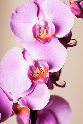 포토 JPG 해외이미지 식물 꽃잎 꽃 분홍색 백그라운드 꽃무늬 자연 사람없음 장식 정원 보라색 벚꽃 난초 우아함 제비꽃 호접란 내추럴 해외202004 해외포토 컬러 컨셉 무늬 생태계 파일형식 이미지허브