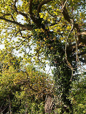 포토 JPG 해외이미지 나무 식물 계절 공원 백그라운드 컨셉 잎 꽃무늬 패턴 자연 하늘 표면 이끼 풍경 사람없음 목재 초록색 여름 빛 햇빛 태양 갈색 환경 맑음 봄 성장 나뭇가지 닫기 숲 큼 묘사 질감 장면 나무껍질 내추럴 고립 옛날 해외202004 해외포토 자연요소 공공시설 꽃 컬러 무늬 재료 모션 날씨 껍질 크기 생태계 파일형식 이미지허브