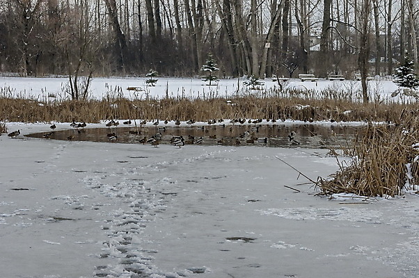 포토 JPG 해외이미지 공원 겨울 사람없음 물 냉동 추위 연못 장면 해외202004 해외포토 자연요소 계절 공공시설 파일형식 이미지허브
