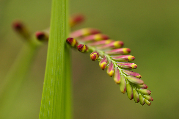 포토 JPG 해외이미지 꽃잎 꽃 사람없음 빨간색 초록색 노란색 봄 묘사 스파이크 해외202004 해외포토 식물 계절 컬러 파일형식 이미지허브