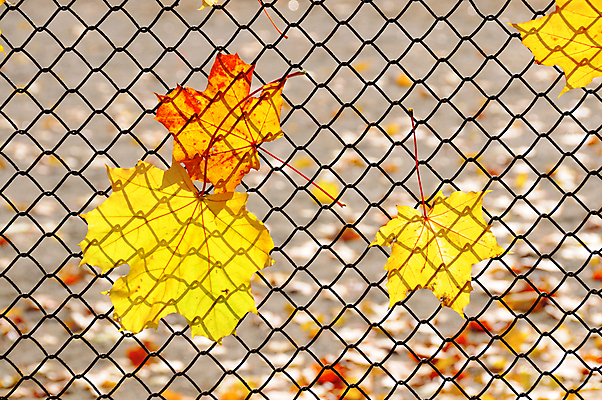 포토 JPG 해외이미지 나무 식물 단풍 잎 오렌지 자연 추상 왕관 사람없음 야외 가로 울타리 햇빛 노란색 우주 금속 일본 검은색 활발 회색 가을 나뭇가지 선택 숲 빛망울 멀티 쇠창살 해외202004 해외포토 계절 아시아 컬러 컨셉 무늬 과일 재질 빛 담장 태양 생태계 파일형식 이미지허브