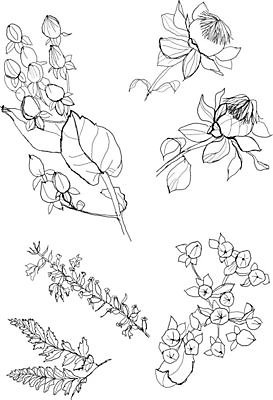 EPS 해외이미지 식물 계절 열매 꽃 야생동물 백그라운드 잎 꽃무늬 패턴 일러스트 자연 흑백 그래픽 장식 펜 정원 검은색 가을 흰색 나뭇가지 스케치 그림 생물학 판화 해외202004 해외일러스트 나무 동물 교육 컬러 무늬 촬영기법 미술 필기구 생태계 파일형식 벡터 이미지허브