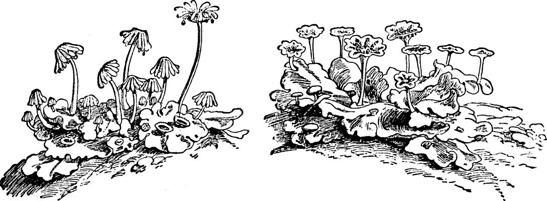 EPS 해외이미지 식물 꽃 선 분홍색 잎 일러스트 3 미술 파란색 보라색 검은색 수확 흰색 그림 판화 노루귀 해외202004 해외일러스트 컬러 농업 문화예술 파일형식 벡터 이미지허브