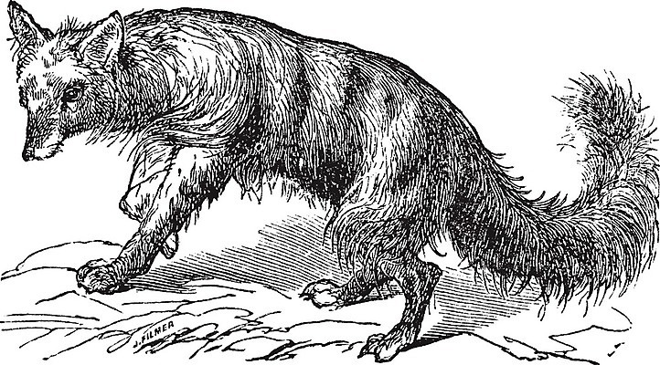 EPS 해외이미지 동물 척추동물 디자인 야생동물 일러스트 포유류 미술 야외 검은색 수확 골동품 흰색 수줍음 스케치 그림 생물학 육식 판화 내추럴 동물상 옛날 해외202004 해외일러스트 교육 감정 컬러 농업 문화예술 조형물 파일형식 벡터 이미지허브