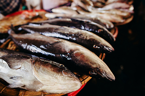 포토 JPG 해외이미지 전통 아시아 문화 음식 바다 조각 비즈니스 자연 거리 건강 어류 요리 동양인 사람없음 세일 얼음 여러개 젖음 신선 도시 시장 자르기 참치 해산물 날것 베트남 지역 고등어 소매 이국적 차이나타운 해외202004 해외포토 자연요소 나라 다수 모션 인종 관광지 동남아시아 수중동물 생태계 파일형식 이미지허브