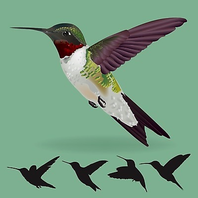 EPS 해외이미지 동물 일러스트 자연 조류 초록색 스케치 고립 벌새 해외202004 해외일러스트 컬러 미술 생태계 파일형식 벡터 이미지허브