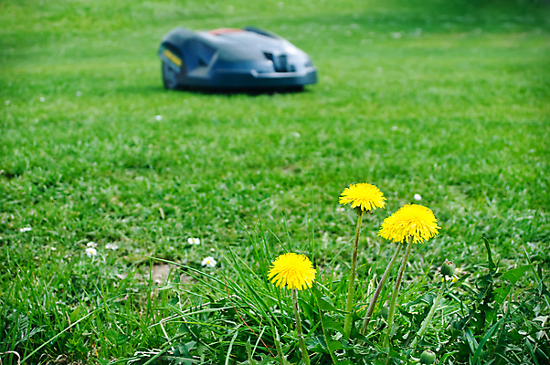 포토 JPG 해외이미지 꽃 밭 자연 잔디 사람없음 야외 가로 초록색 정원 기계 장비 작업 민들레 자르기 로봇 원예 해외202004 해외포토 식물 컬러 농업 모션 취미 생태계 파일형식 이미지허브
