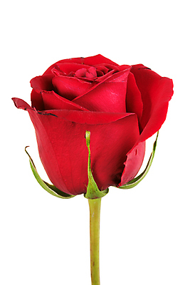 포토 JPG 해외이미지 1 꽃잎 꽃 줄기 백그라운드 컨셉 꽃무늬 자연 발렌타인데이 사랑 사람없음 빨간색 초록색 장미 머리 흰색 가득함 오브젝트 싱글 심플 슛 길이 고립 유일 해외202004 해외포토 식물 감정 컬러 무늬 데이이벤트 신체부위 생태계 파일형식 이미지허브