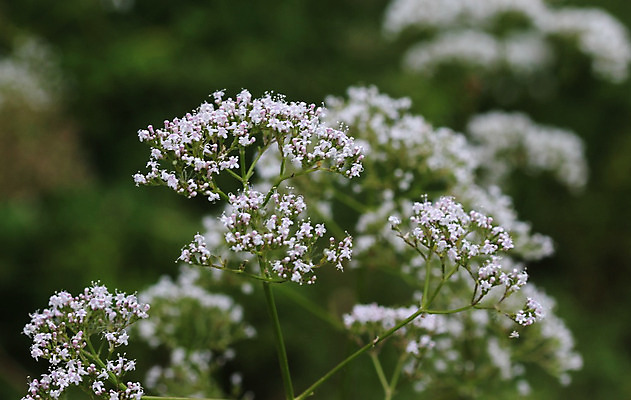 포토 JPG 해외이미지 식물 계절 꽃 유럽 분홍색 백그라운드 꽃무늬 자연 사람없음 야외 초록색 정원 봄 벚꽃 흰색 습지 약초 수분 허브 내추럴 변소 세르비아 영원 최면 해외202004 해외포토 나라 컬러 무늬 풀_식물 생태계 파일형식 이미지허브