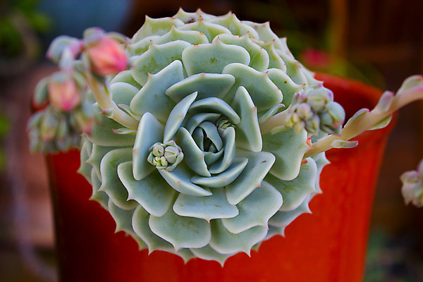 포토 JPG 해외이미지 모양 식물 꽃잎 꽃 화초 잎 패턴 자연 선인장 사람없음 야외 장식 초록색 머리 정원 원형 다발 싱글 화단 해외202004 해외포토 도형 컬러 무늬 신체부위 생태계 파일형식 이미지허브