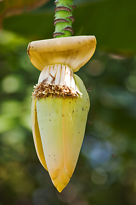 포토 JPG 해외이미지 나무 식물 계절 공원 꽃잎 꽃 분홍색 잎 꽃무늬 자연 바나나 사람없음 야외 장식 노란색 평화 환경 정원 침묵 봄 벚꽃 개화 유기농 이국적 해외202004 해외포토 웰빙 공공시설 컬러 컨셉 무늬 과일 소리 생태계 파일형식 이미지허브